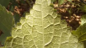 Attēlu rezultāti vaicājumam “Stachys sylvatica leaf”