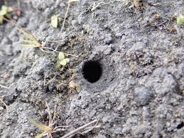 Attēlu rezultāti vaicājumam “Paramesus obtusifrons”