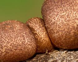 Attēlu rezultāti vaicājumam “Lycogala succineum sessile”