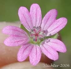 Attēlu rezultāti vaicājumam “Geranium molle”