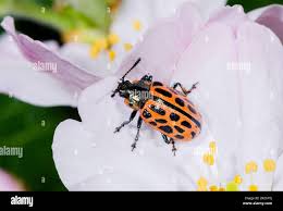 Attēlu rezultāti vaicājumam “Chrysomela vigintipunctata”