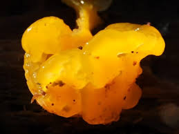 Attēlu rezultāti vaicājumam “Dacrymyces chrysospermus spores”