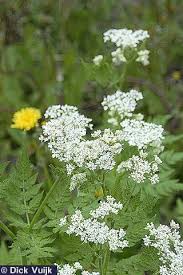 Image result for Myrrhis odorata