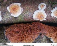 Attēlu rezultāti vaicājumam “Gloeoporus taxicola”