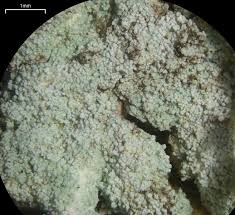 Attēlu rezultāti vaicājumam “Lepraria”