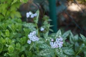 Attēlu rezultāti vaicājumam “Pulmonaria saccharata leaf”