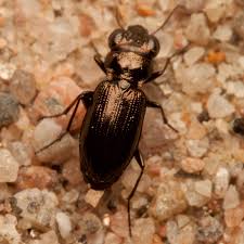 Attēlu rezultāti vaicājumam “Notiophilus germinyi”