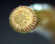 Attēlu rezultāti vaicājumam “Atrichum undulatum sporophyte”