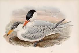 Attēlu rezultāti vaicājumam “Hydroprogne caspia”