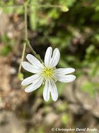 Attēlu rezultāti vaicājumam “Cerastium arvense flower”