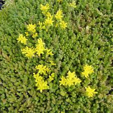 Image result for Mauerpfeffer