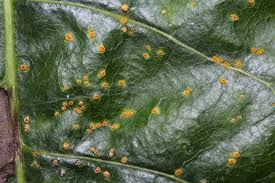 Attēlu rezultāti vaicājumam “Melampsora populnea”