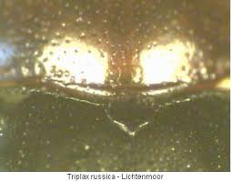 Attēlu rezultāti vaicājumam “Triplax russica”