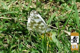 Attēlu rezultāti vaicājumam “Pontia edusa underside”