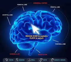 Image result for map of the brain
