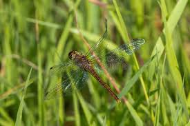 Attēlu rezultāti vaicājumam “Sympetrum sanguineum female”