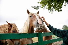 Image result for Braveheart Fencing