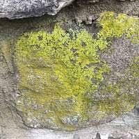 Attēlu rezultāti vaicājumam “Melanospora lagenaria”