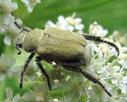 Attēlu rezultāti vaicājumam “Hoplia parvula”