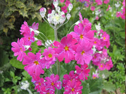 Image result for Primula malacoides