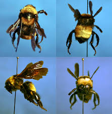 Attēlu rezultāti vaicājumam “Bombus”