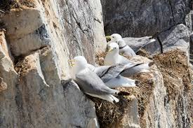 Attēlu rezultāti vaicājumam “Rissa tridactyla nest”