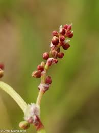 Attēlu rezultāti vaicājumam “Rumex acetosa bud”