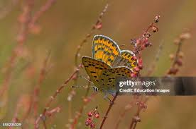 Attēlu rezultāti vaicājumam “Lycaena tityrus female”