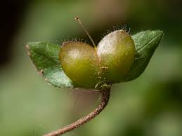 Attēlu rezultāti vaicājumam “Veronica persica fruit”