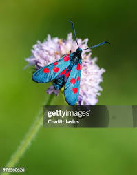 Attēlu rezultāti vaicājumam “Zygaena lonicerae”