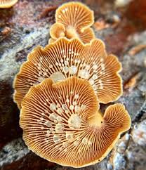 Attēlu rezultāti vaicājumam “Antrodia albida”