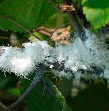 Attēlu rezultāti vaicājumam “Prociphilus xylostei”