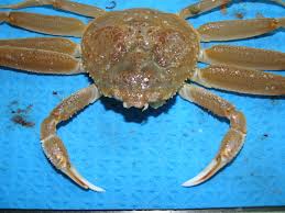 Image result for Chionoecetes opilio