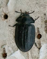 Attēlu rezultāti vaicājumam “Peltis grossa”