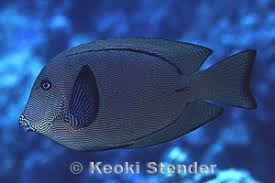 Image result for Ctenochaetus hawaiiensis