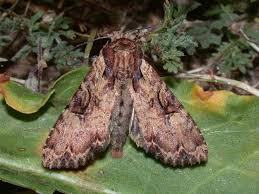 Attēlu rezultāti vaicājumam “Apamea epomidion”