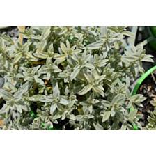 Attēlu rezultāti vaicājumam “Cerastium tomentosum leaf”