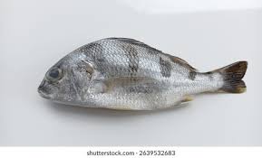 Image result for Pomadasys incisus