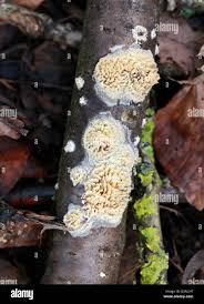 Attēlu rezultāti vaicājumam “Basidioradulum radula”