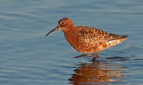 Attēlu rezultāti vaicājumam “Calidris ferruginea”