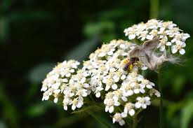 Attēlu rezultāti vaicājumam “Achillea millefolium flower”