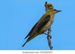 Attēlu rezultāti vaicājumam “Oriolus oriolus female”