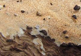 Attēlu rezultāti vaicājumam “Schizopora paradoxa”