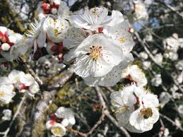 Attēlu rezultāti vaicājumam “Prunus armeniaca”
