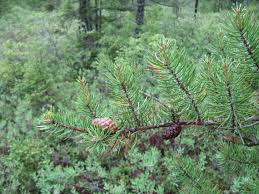 Attēlu rezultāti vaicājumam “Pinus banksiana”