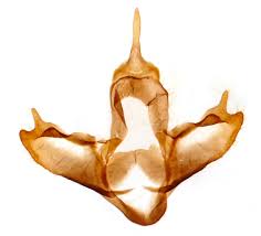 Attēlu rezultāti vaicājumam “Diacrisia sannio male”