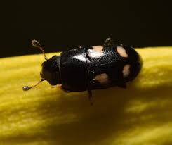 Attēlu rezultāti vaicājumam “Glischrochilus quadripunctatus”