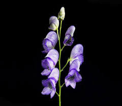 Image result for Aconitum napellus