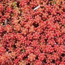 Image result for Sedum album `Coral Carpet`