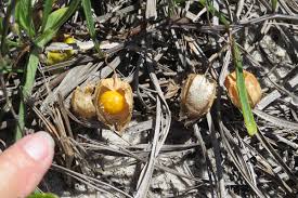 Attēlu rezultāti vaicājumam “Rhynchospora alba fruit”